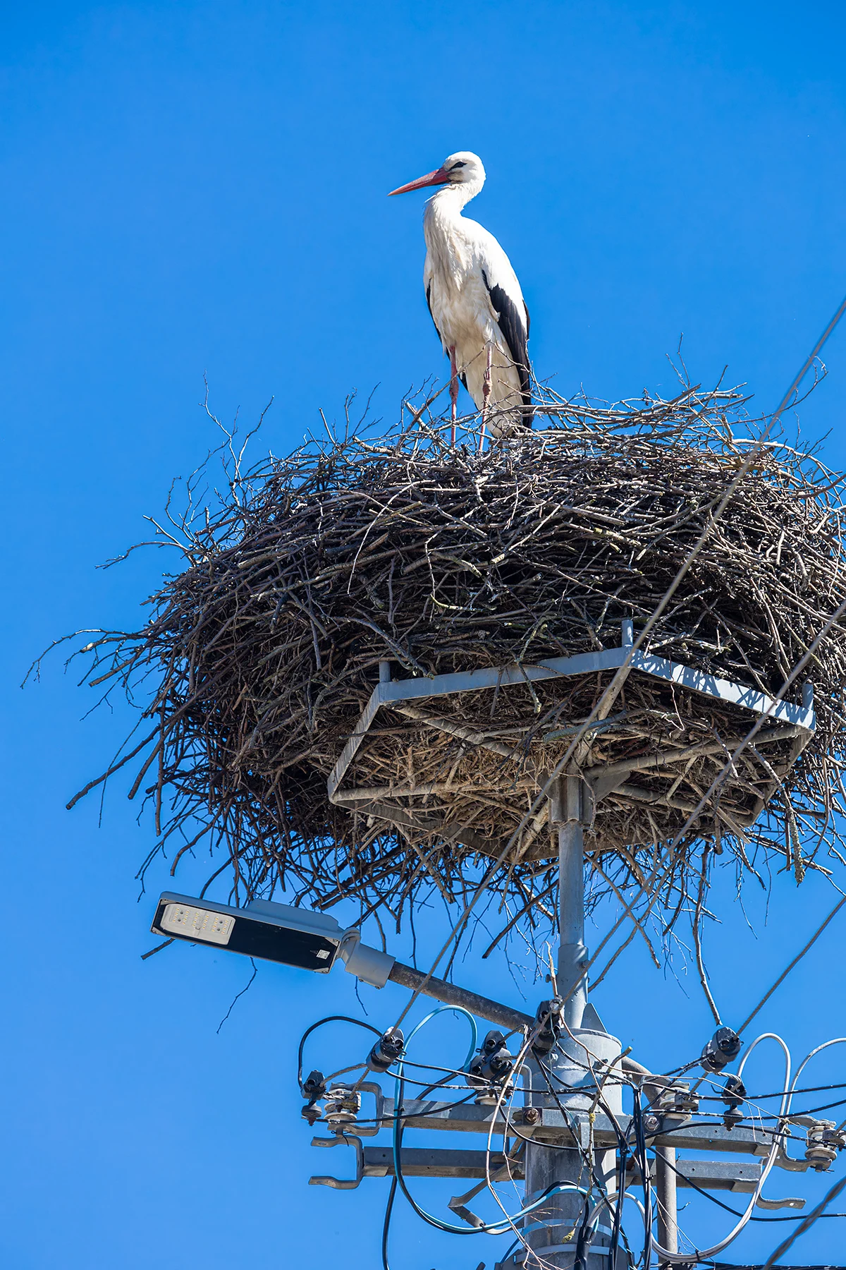 Ein Storch steht in einem großen Nest aus Zweigen, das auf einer Metallstange mit elektrischen Leitungen und einer daran befestigten Straßenlaterne errichtet wurde. Die Szenerie ist vor einem klaren blauen Himmel zu sehen.