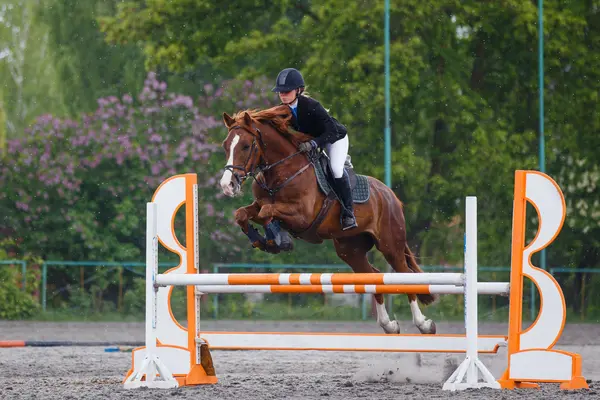 Image of a show jumper