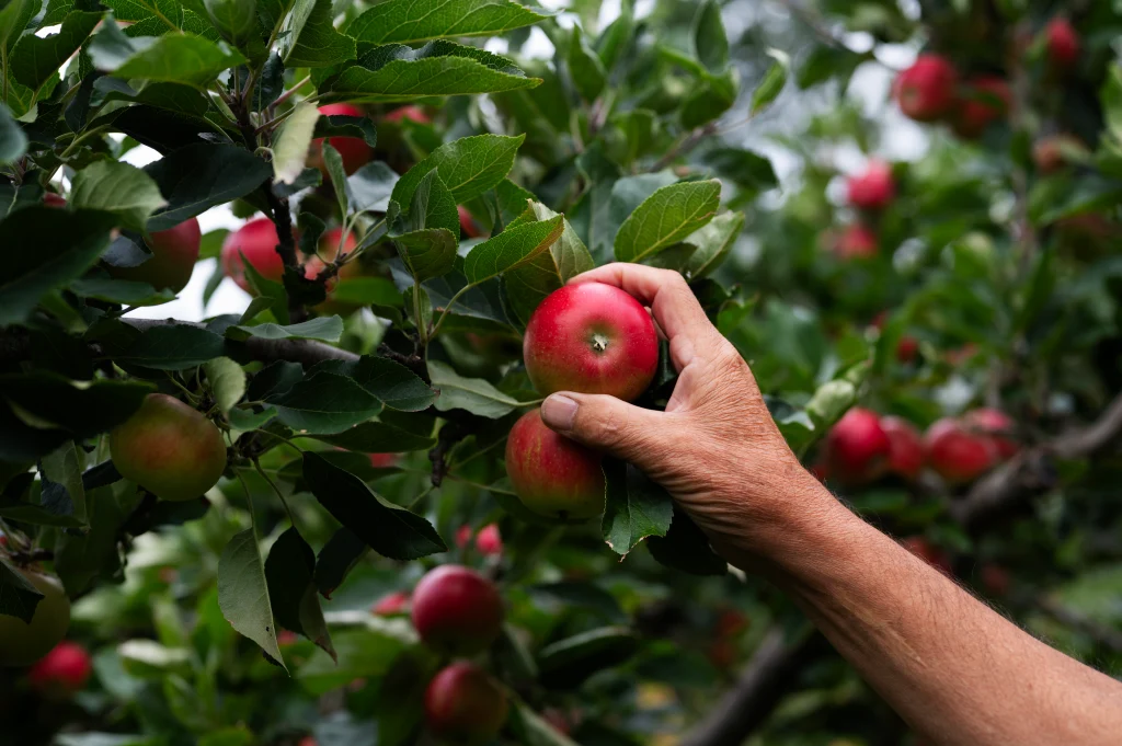 Girl picking appels with her grandfather.