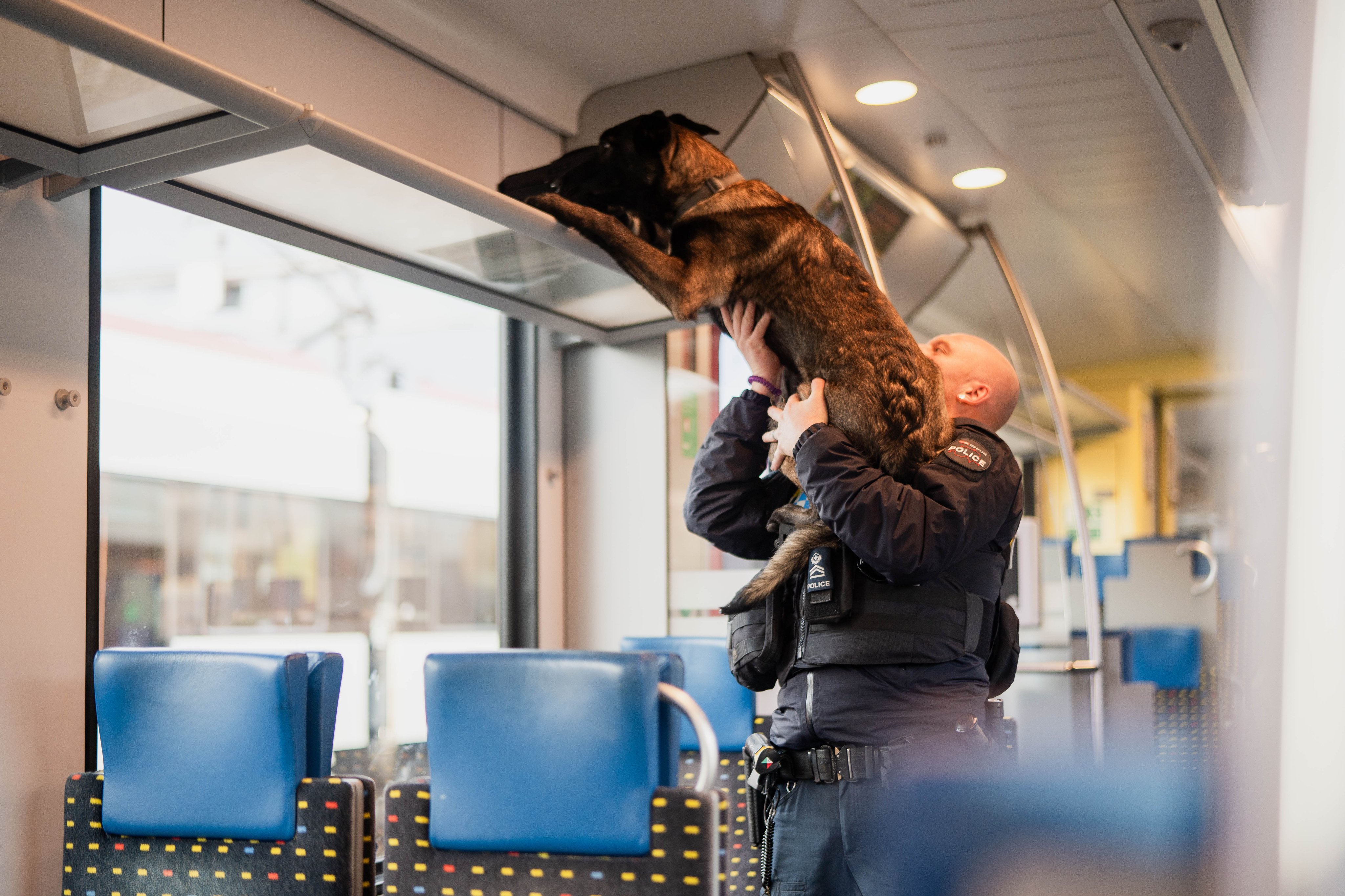 Der Polizeihund schnüffelt nach einer Spur in Gepäckabteil eines Zuges. Der Polizist hebt ihn dabei in die Höhe zur Ablage. 