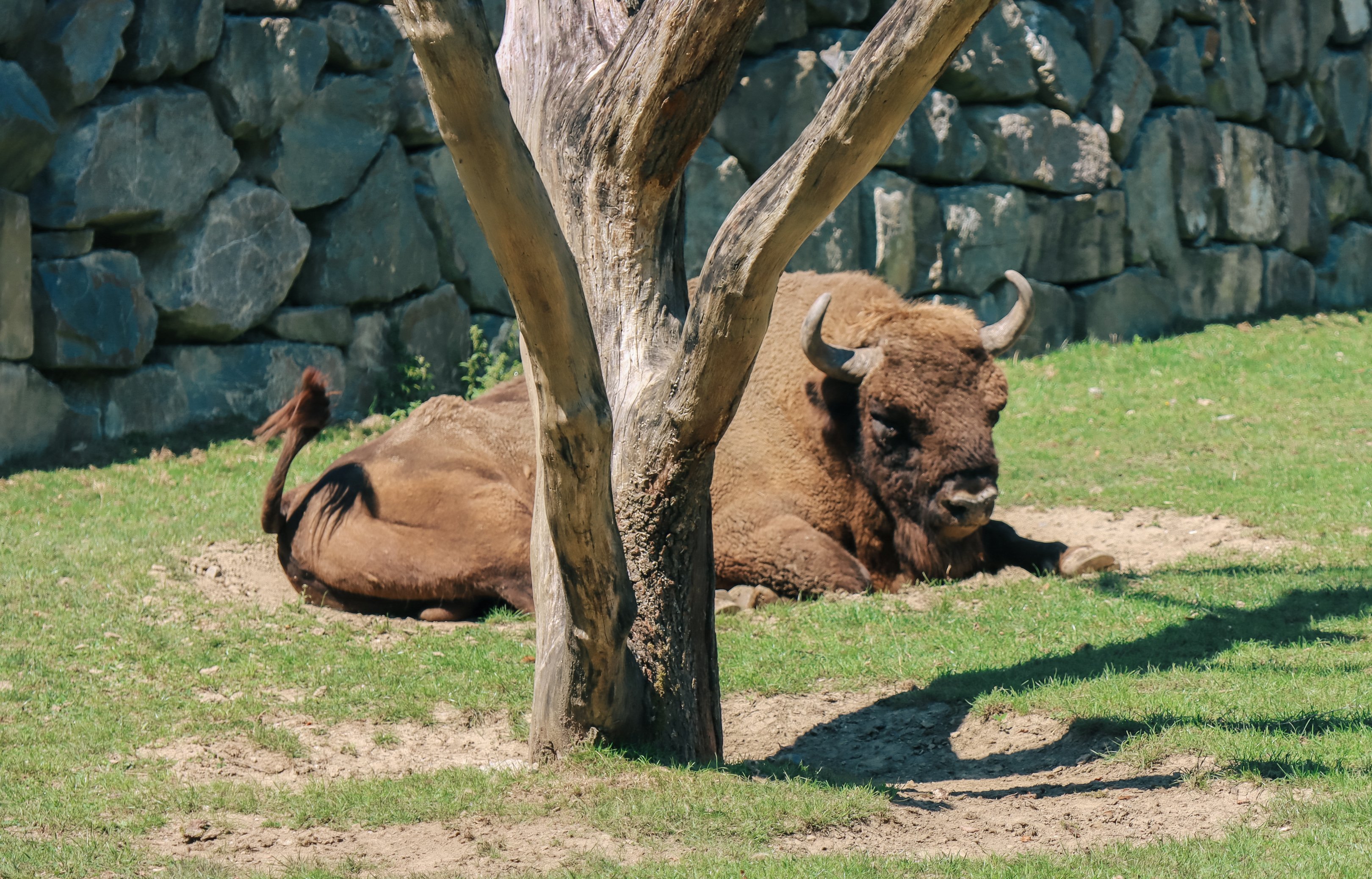 Ein Wisent liegt auf dem Rasen hinter einem Baum vor einer Steinmauer.