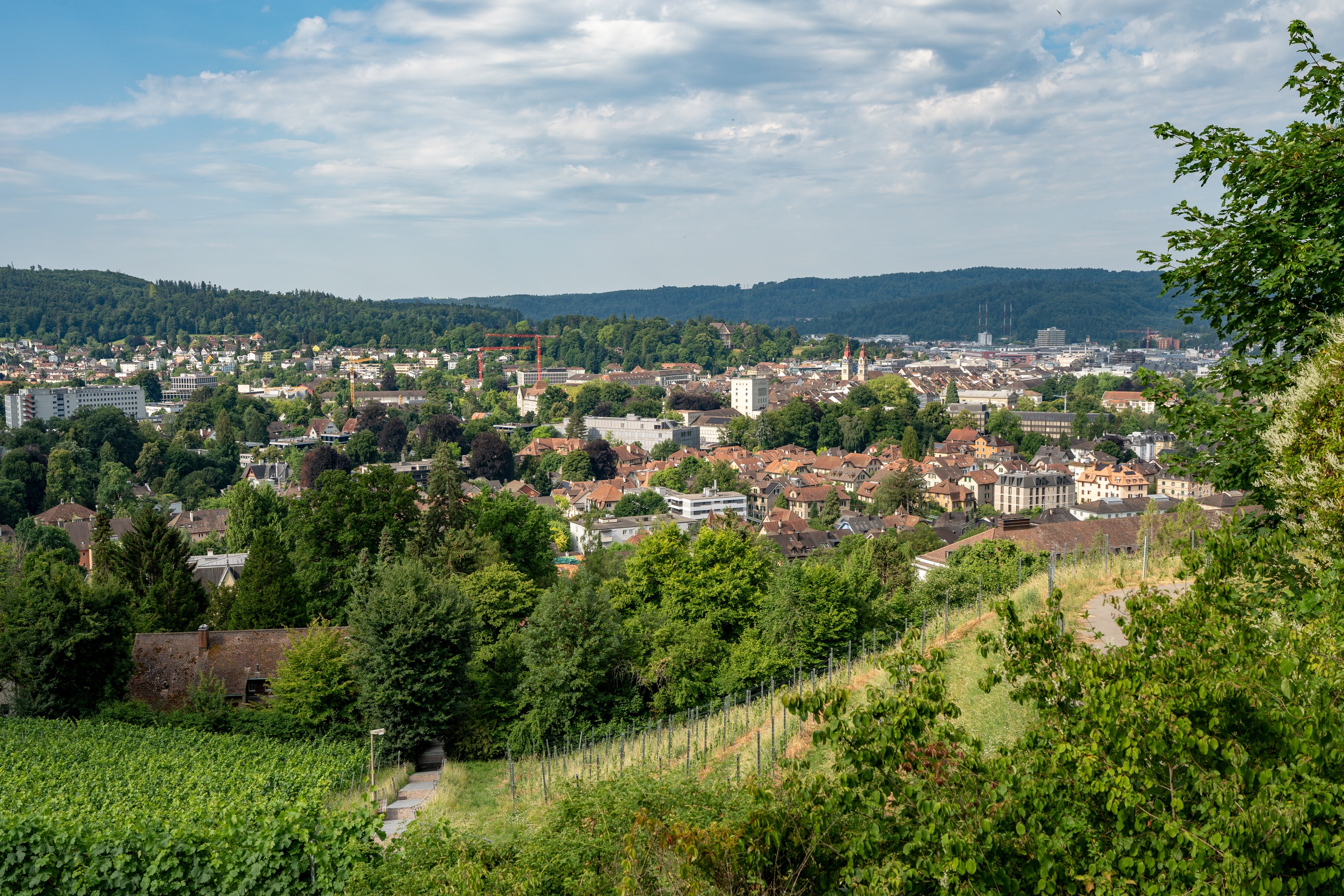 Stadt mit vielen Häuser umrahmt von Rebbergen im Vordergrund und Wald im Hintergrund.