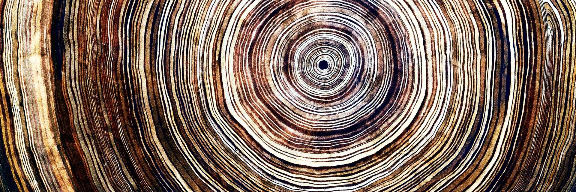 A close-up photo of the rings of a tree.