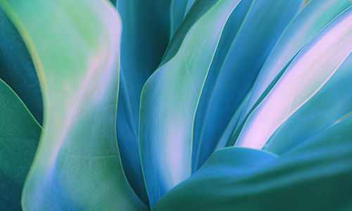 Close up on blue and pink leaves.