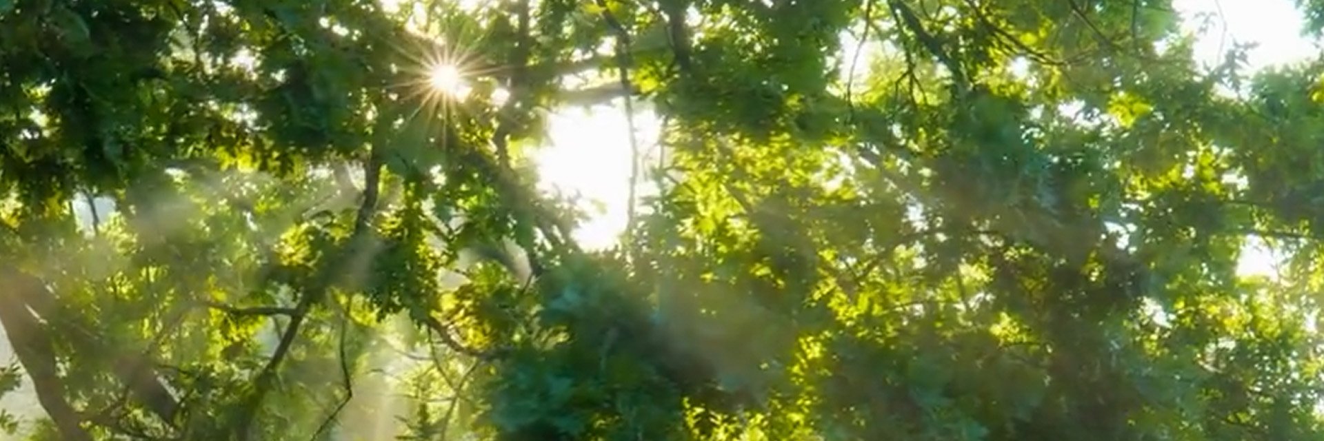 alts-sme-forrest-hero