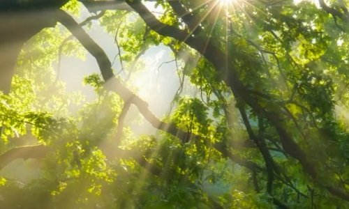 access-sme-sunlight-trees