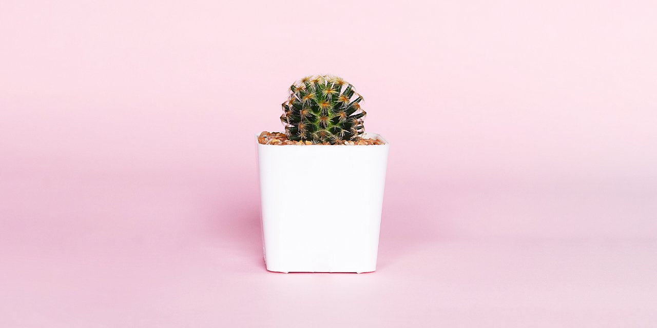 Small cactus in a white jar