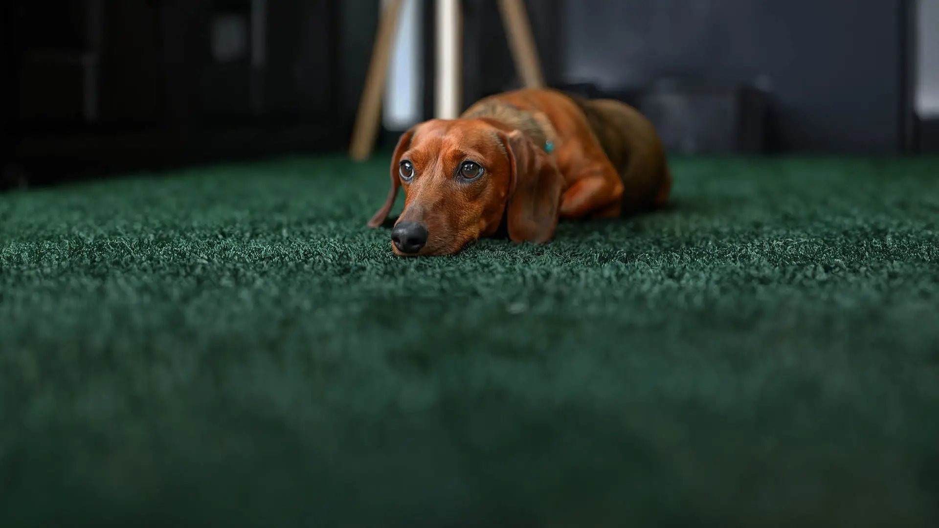 careersdogs_desk.jpg