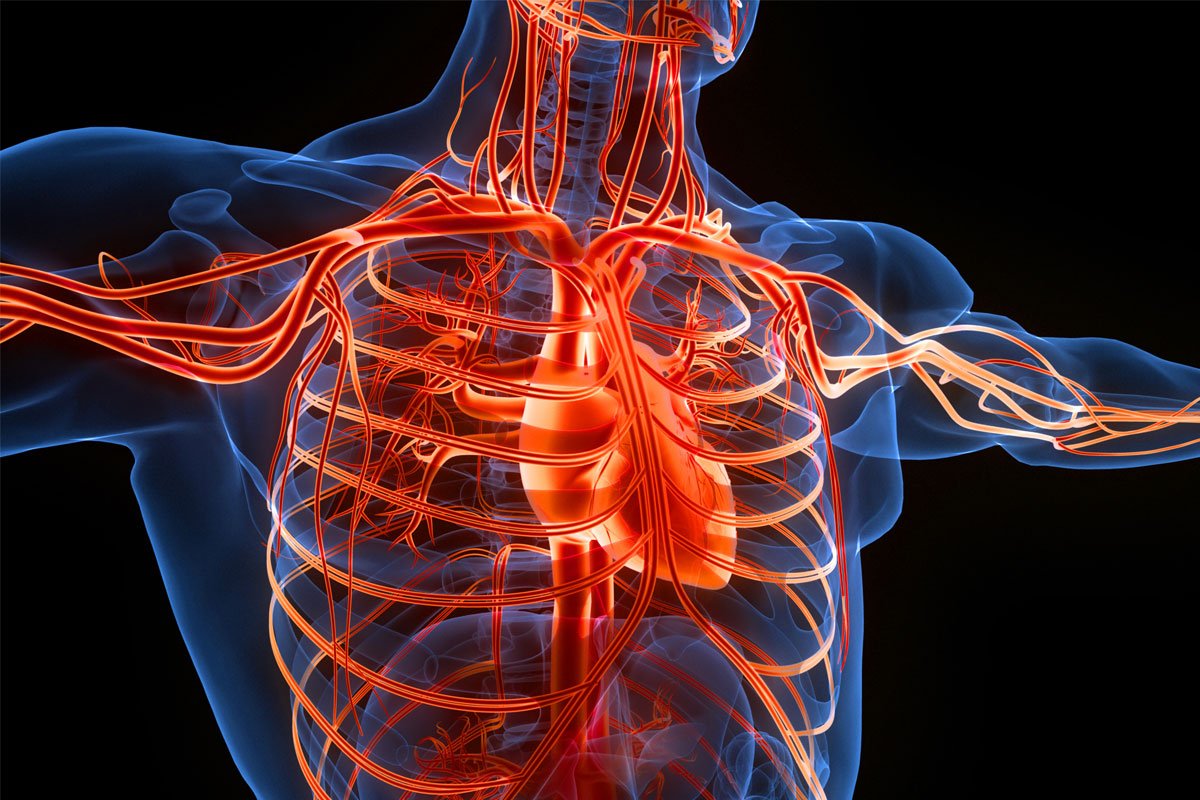 A graphic showing the inside of a person's chest with the heart and major blood vessels highlighted
