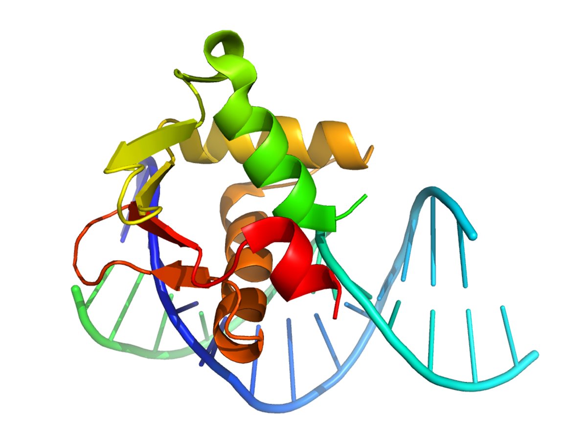 Diagram of transcription factor targeting