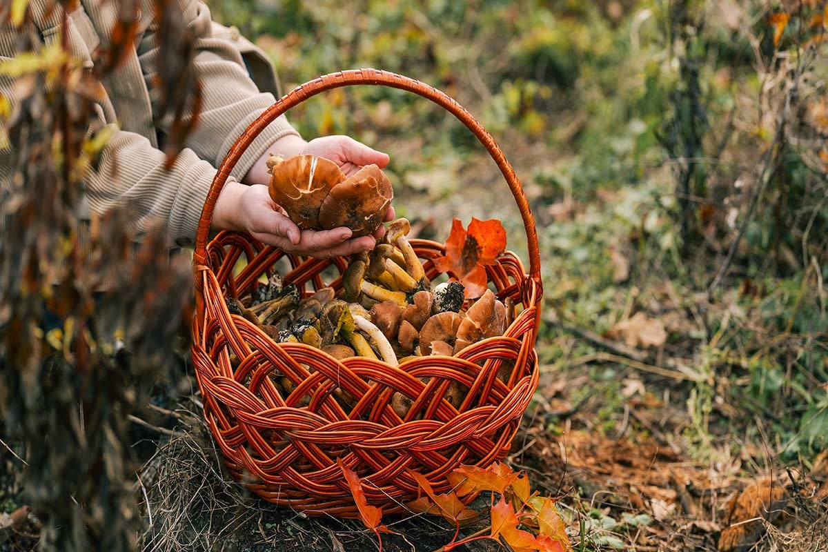 person foraging for mushrooms in the fall