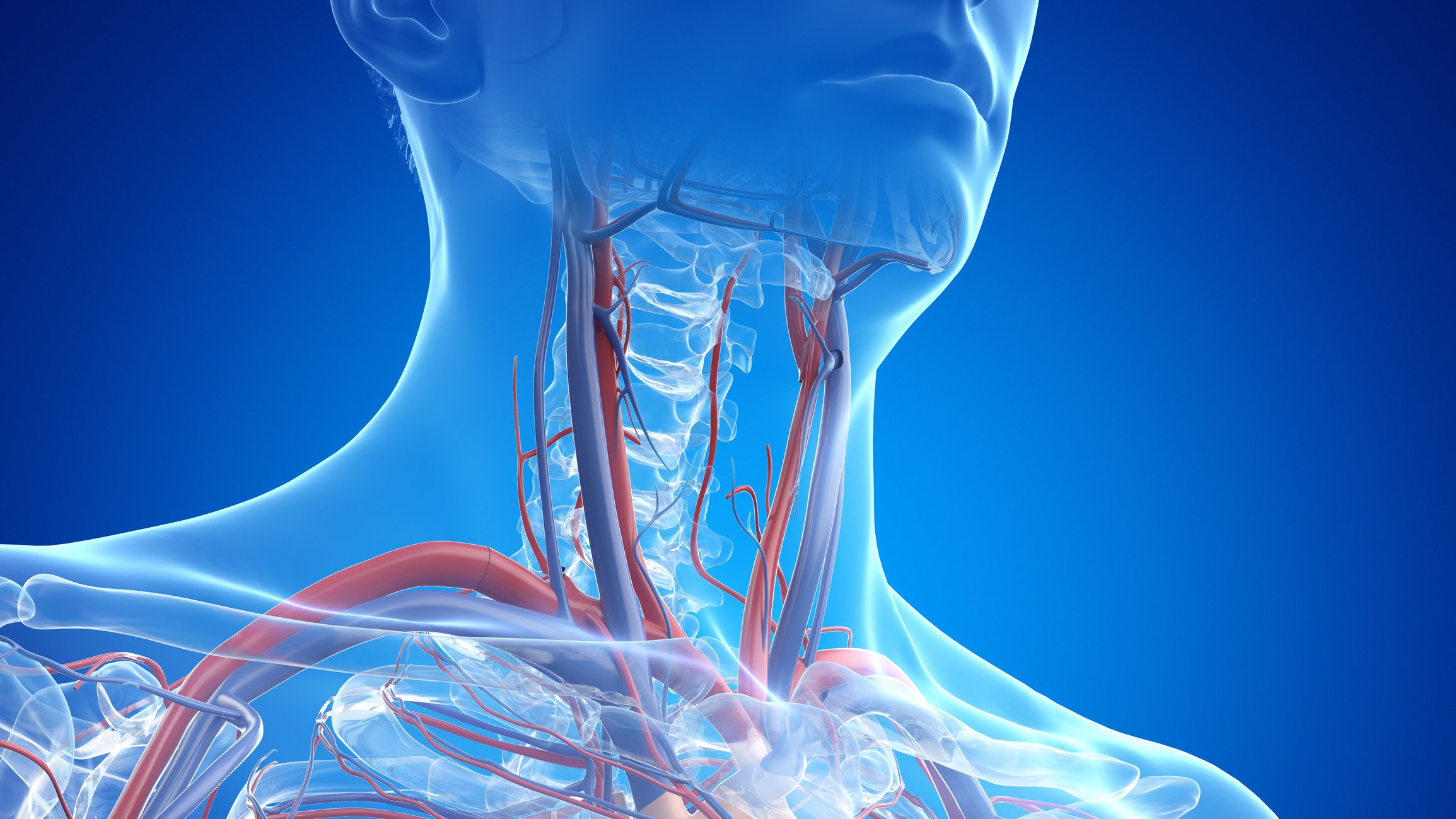 Rendering of arteries in the neck