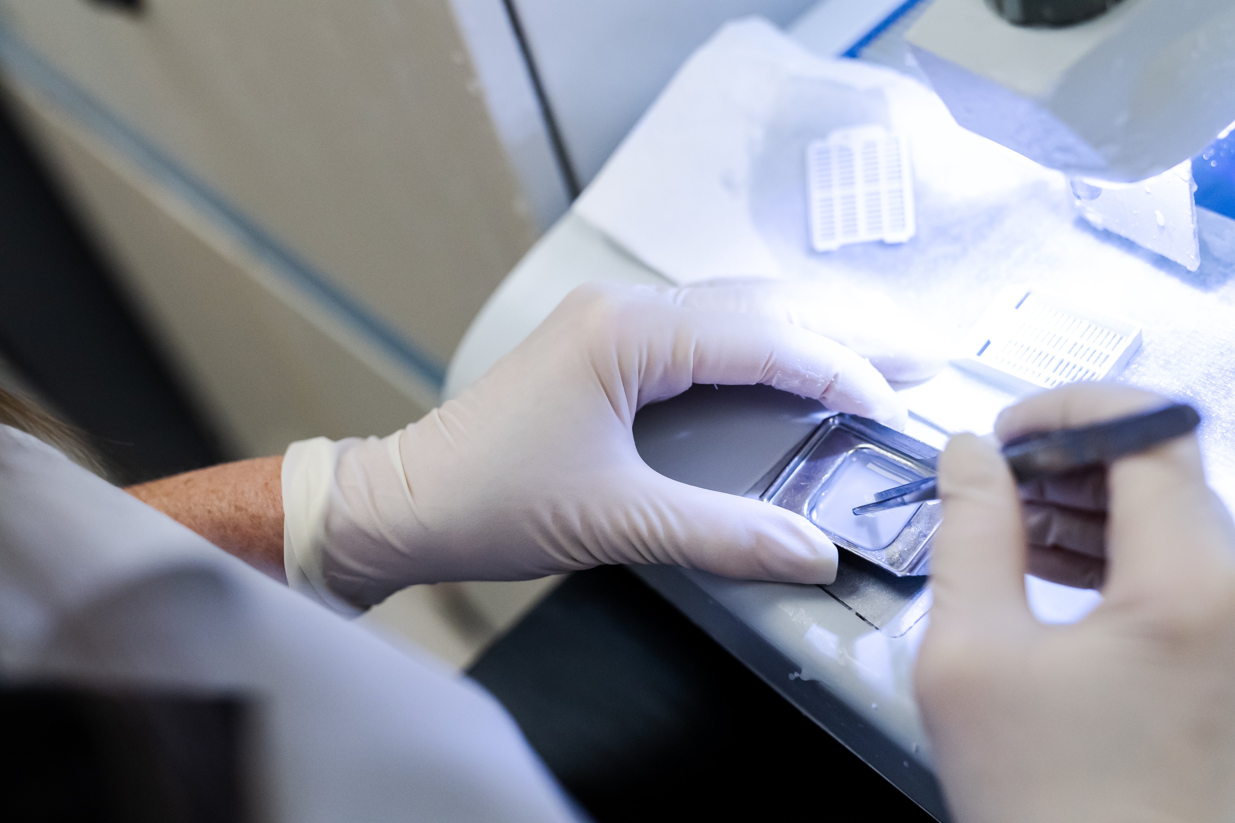Lab test being prepared with gloved hand