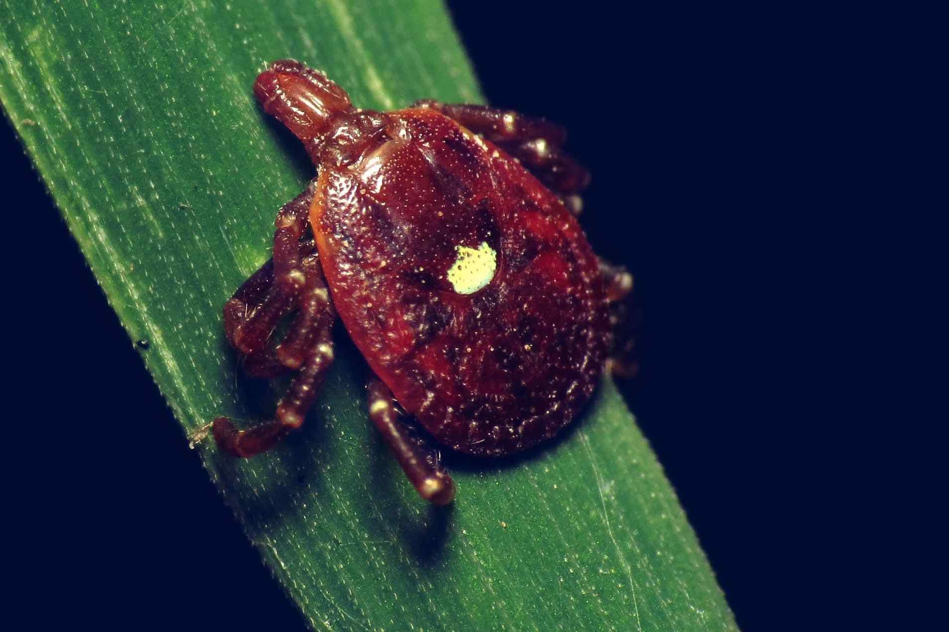 picture of a lone star tick, all brown with a yellow central spot