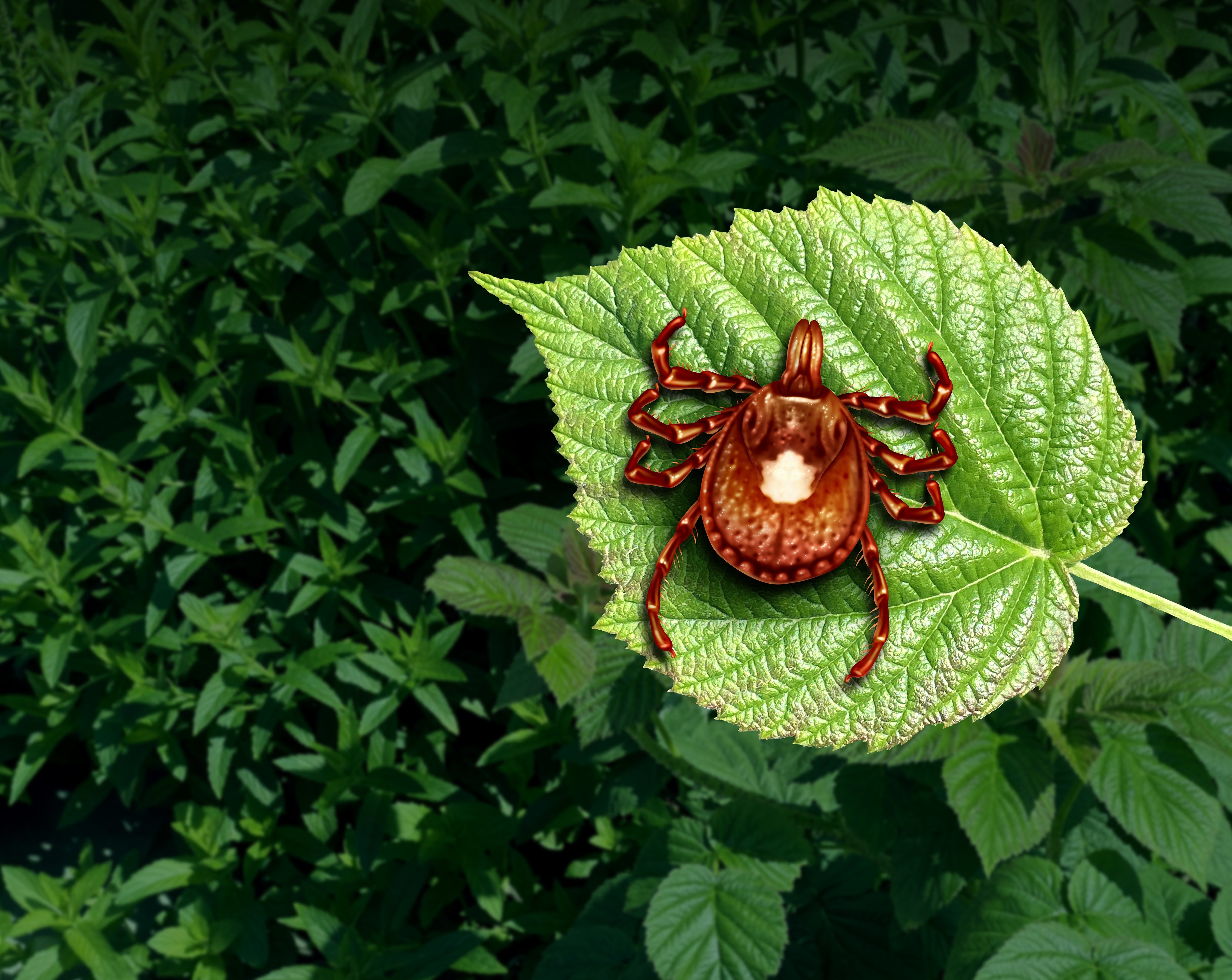 A tick hanging out on a green leaf