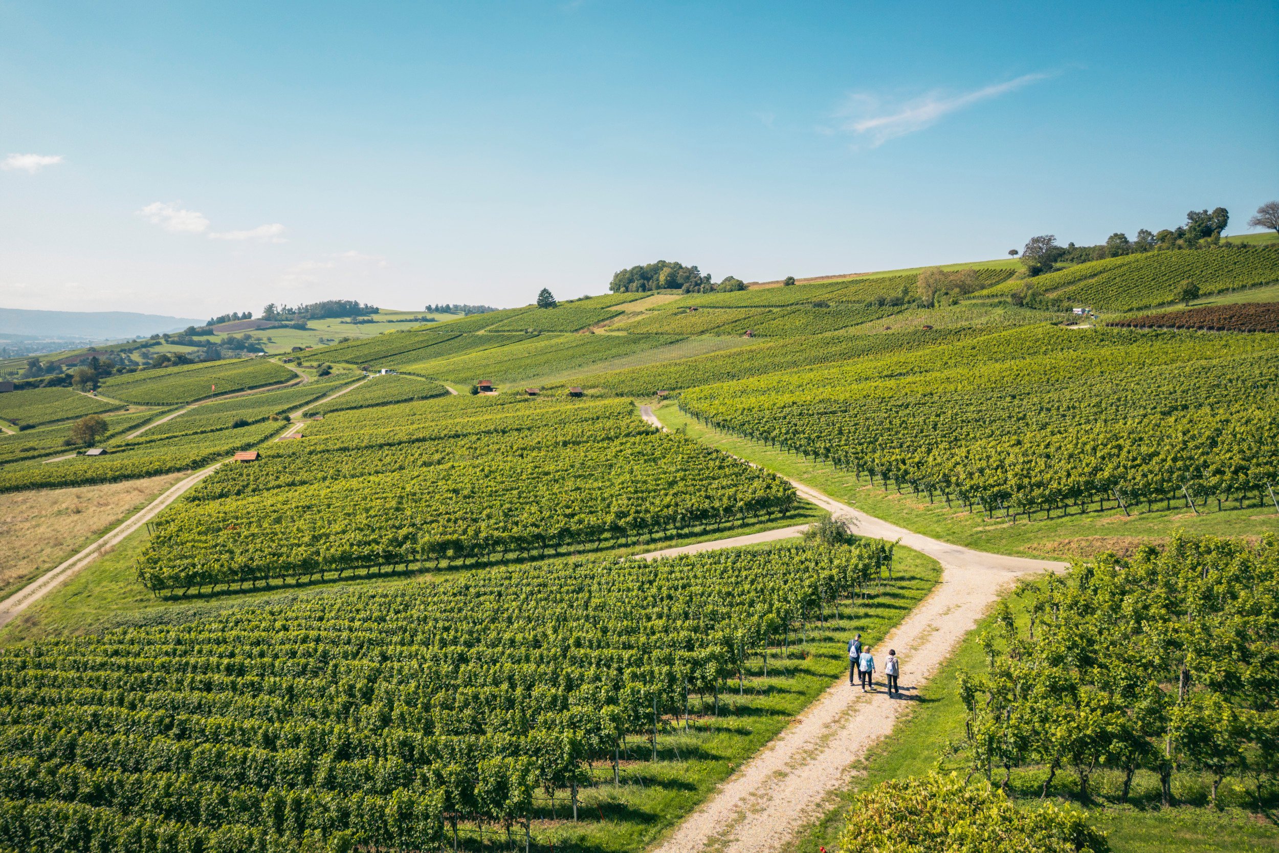Tre amici sono impegnati in un'escursione enologica e camminano insieme tra i vigneti.
