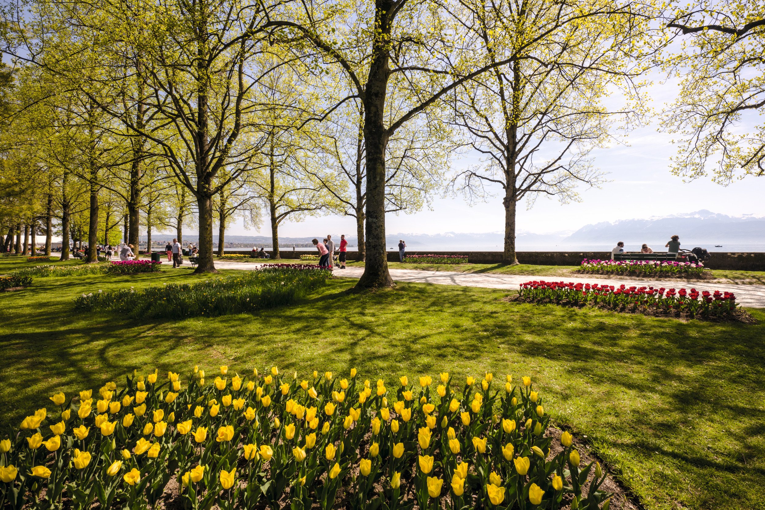 La Festa dei tulipani è stata lanciata nel 1971 in occasione del 50° anniversario dell'Associazione dei giardinieri del Vaud.
