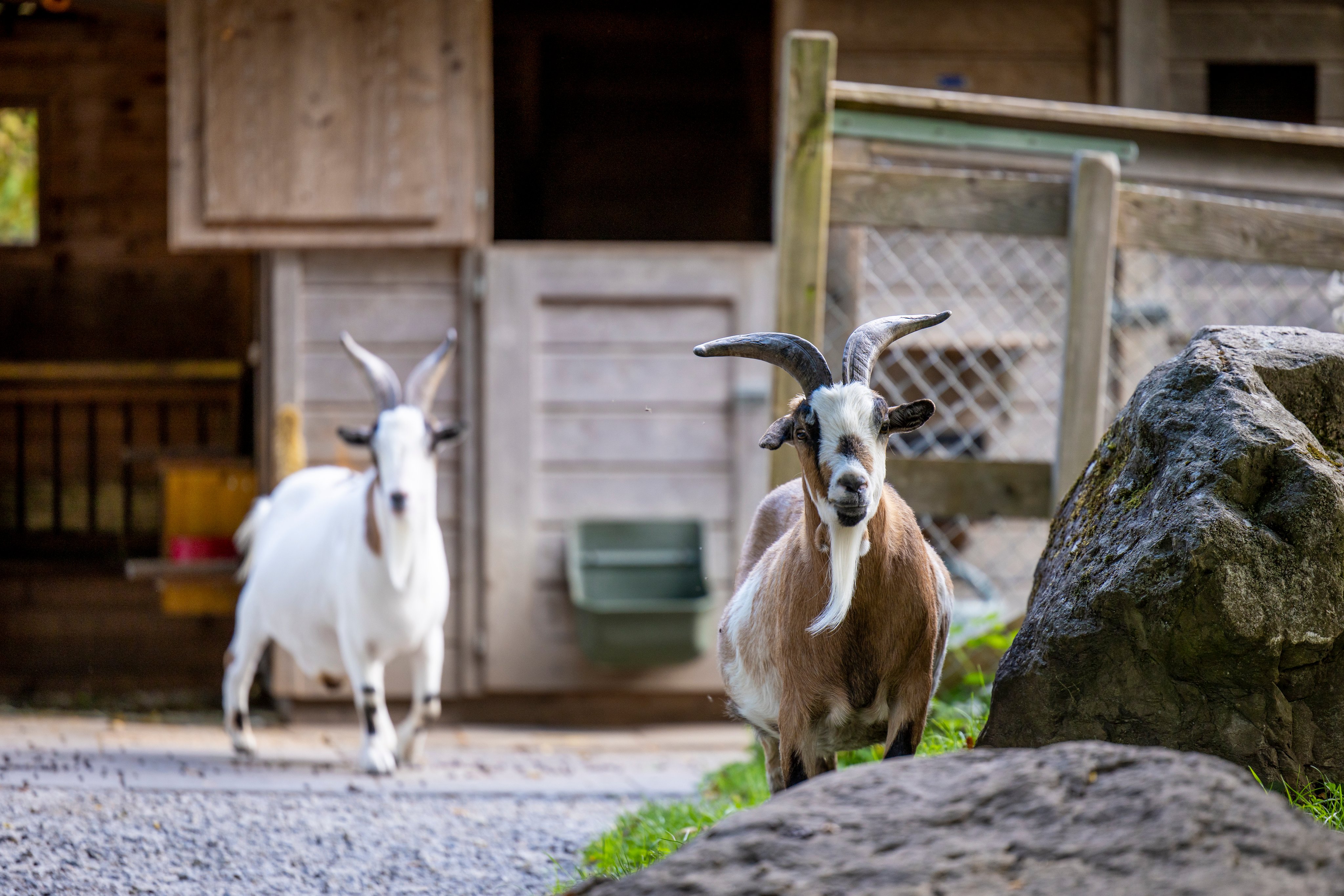 Two goats in an enclosure.