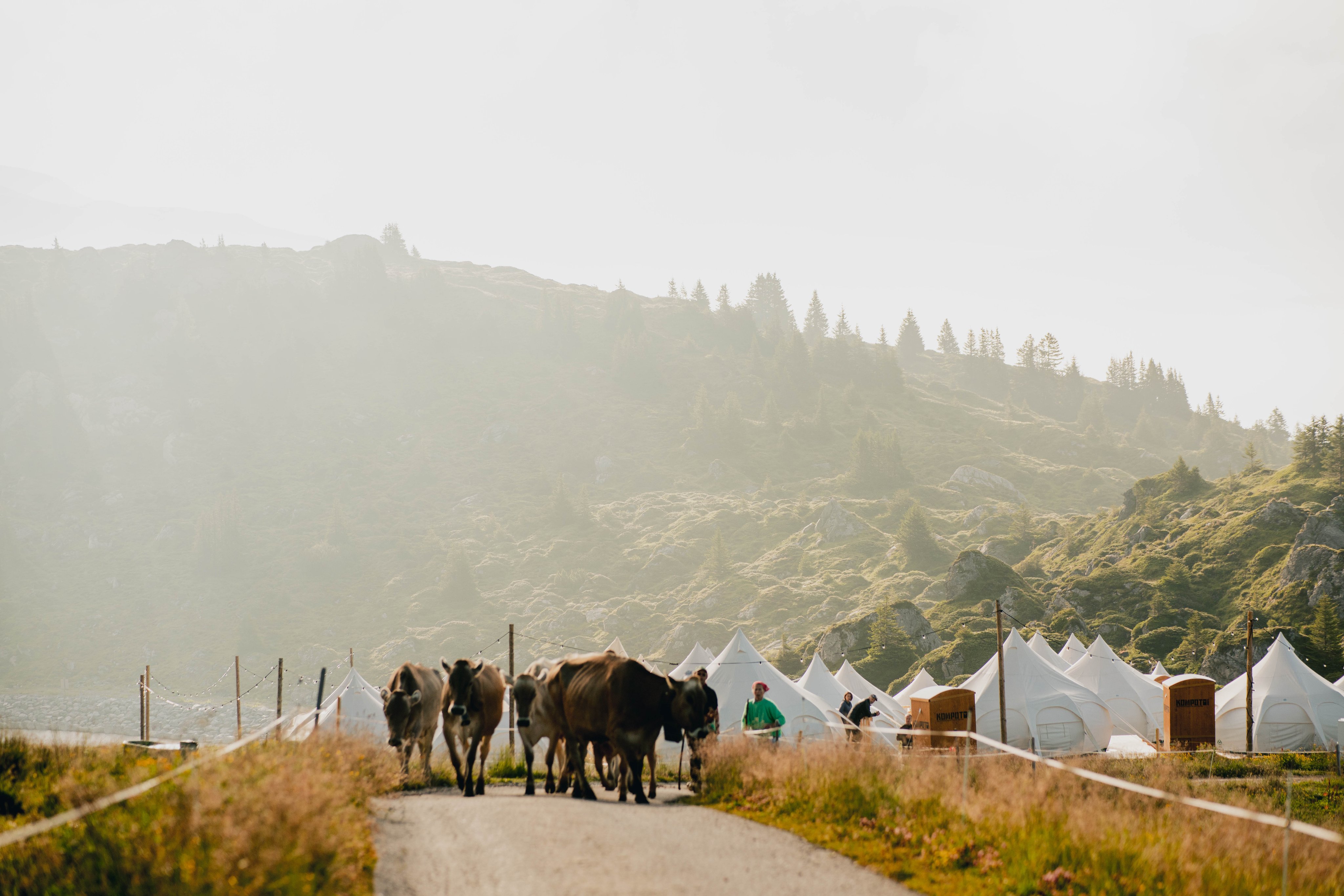 Les vaches se promènent dans le Laax Pop Up Glamping au milieu des montagnes.