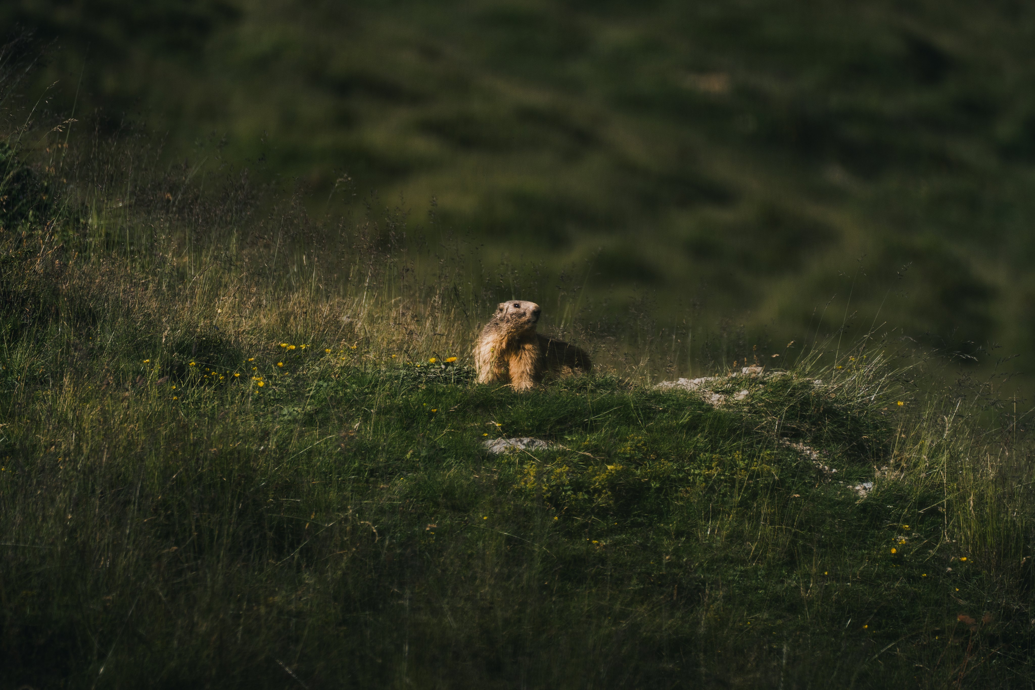 Marmotte dans les montagnes.