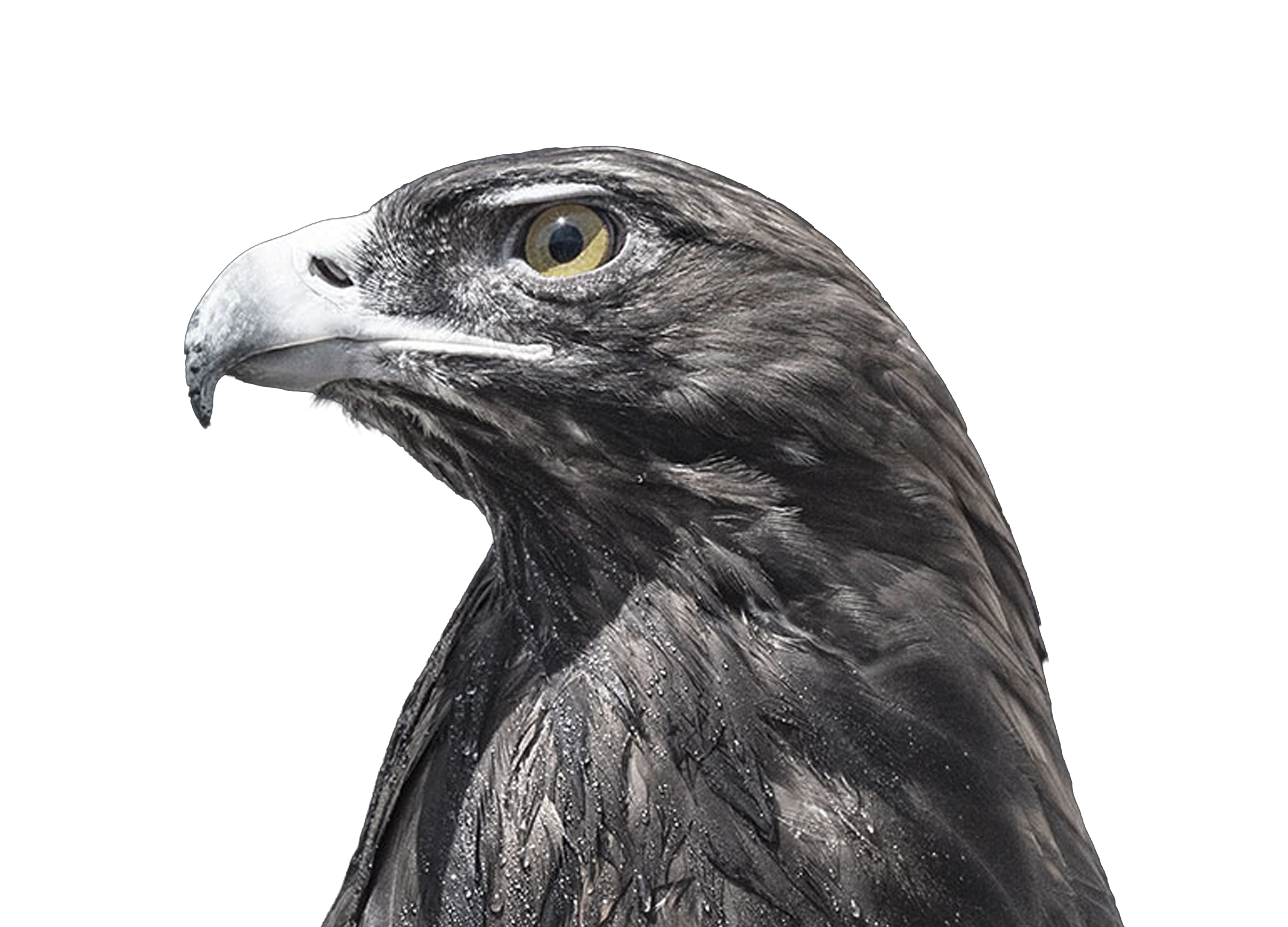Side view of an eagle