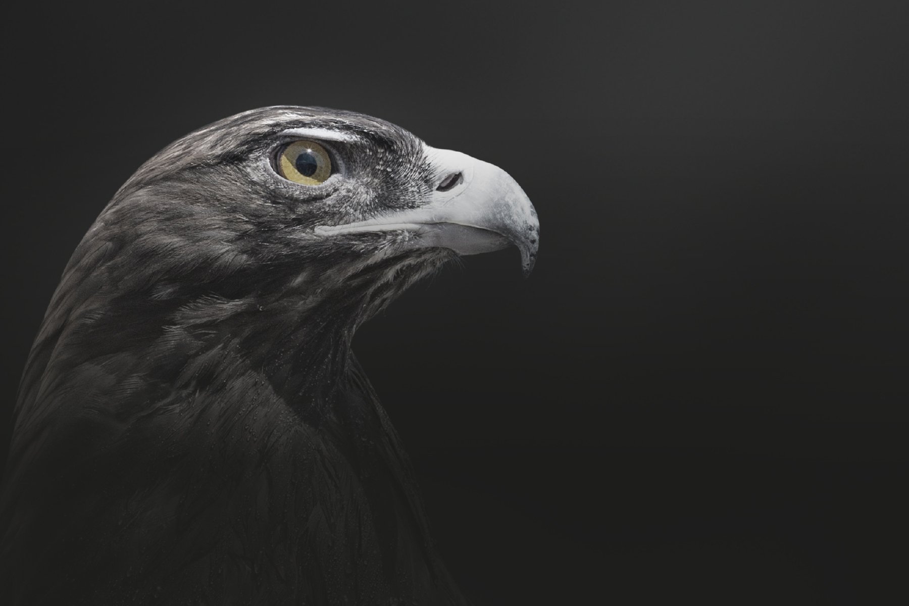 Key visual of the oertli eagle