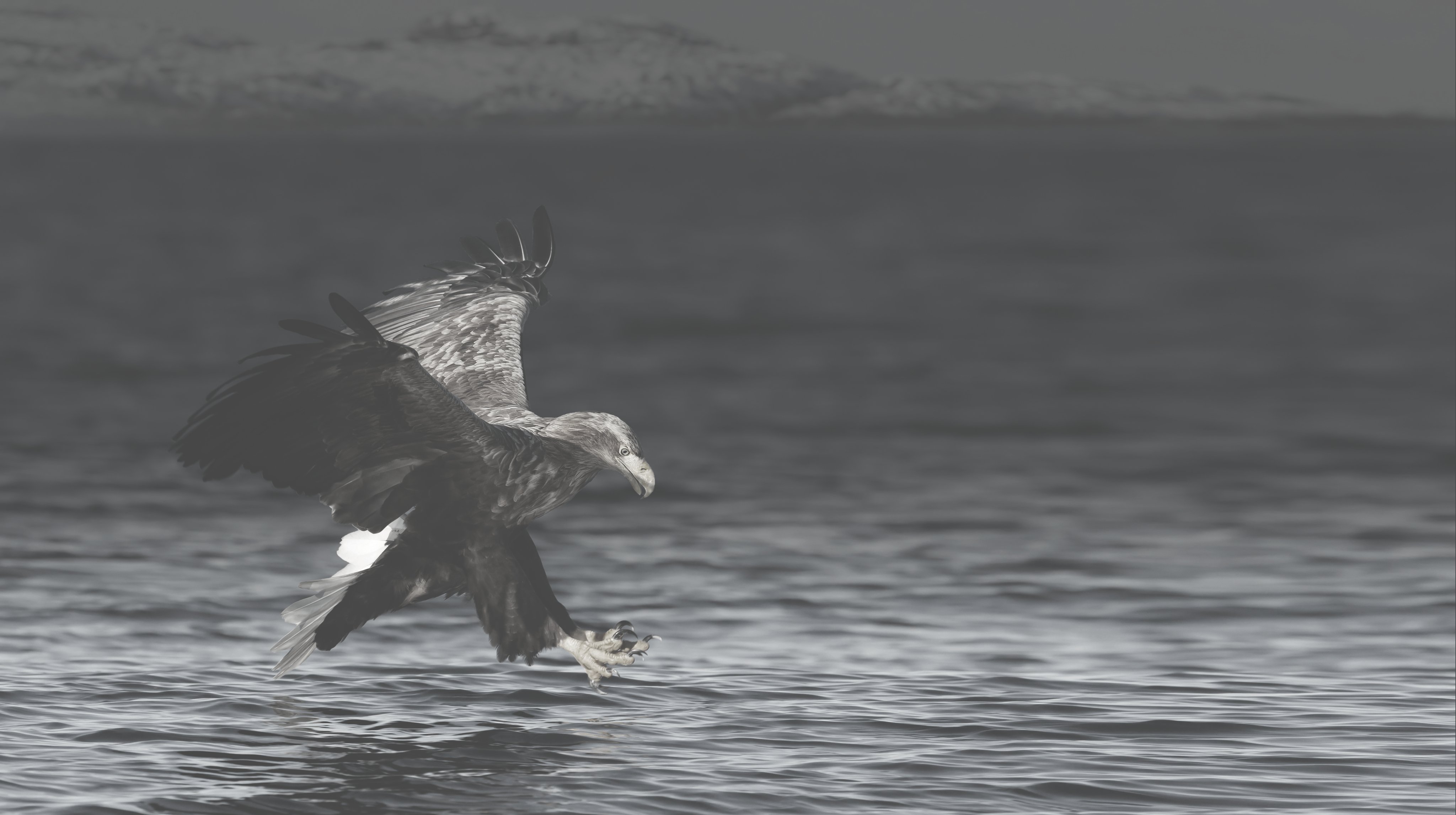 eagle on the water as a key visual for oertli