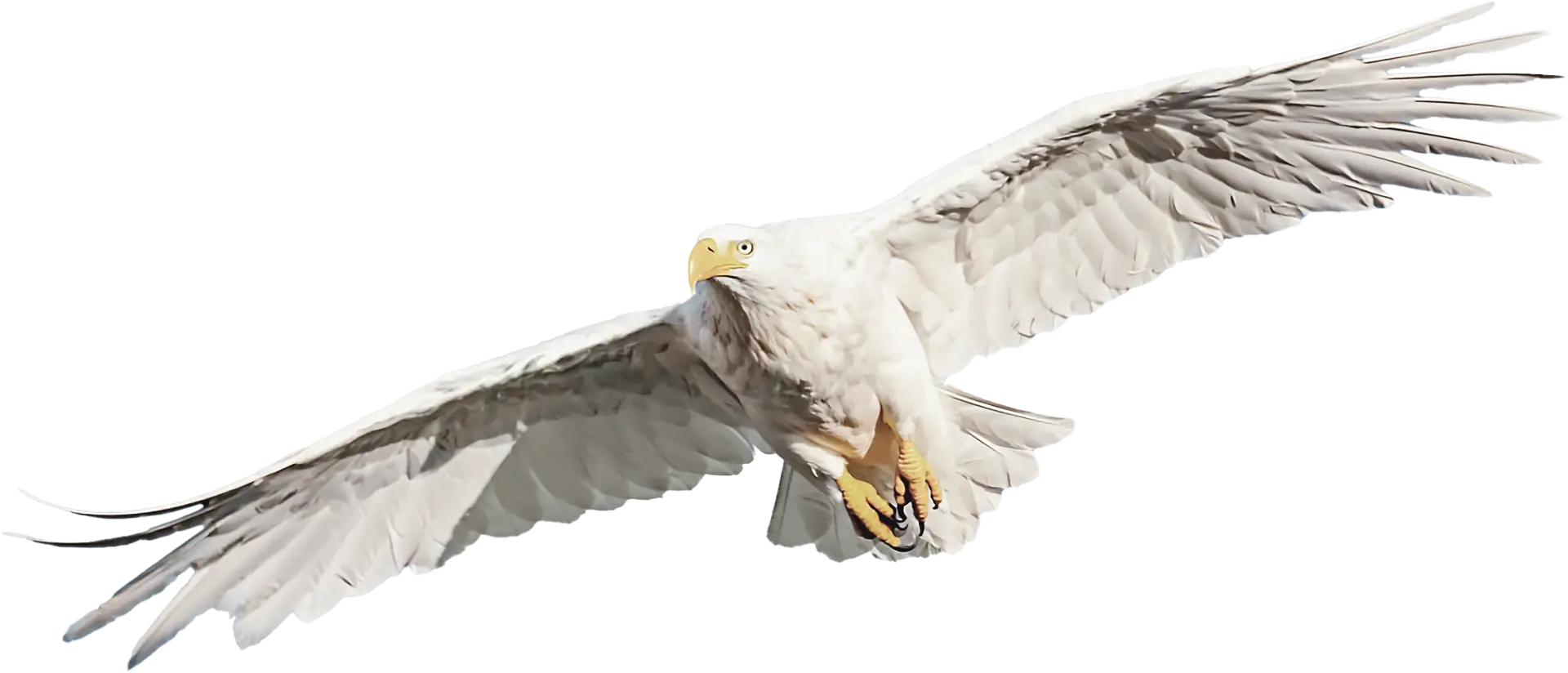  A white eagle with spread wings